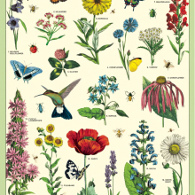 פוסטר/ נייר אריזה- Pollinators
