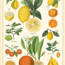 פוסטר/ נייר אריזה- פירות הדר