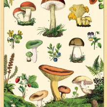 פוסטר/ נייר אריזה- פטריות