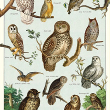 פוסטר/ נייר אריזה- ינשופים