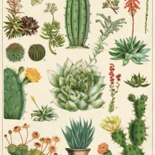 פוסטר/ נייר אריזה- קקטוסים