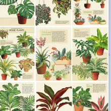 9 גלויות צמחי בית
