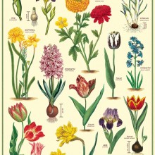 פוסטר/ נייר אריזה- Garden Bulbs