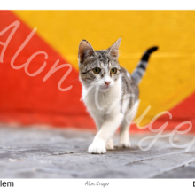 גלויה חתולה