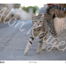 גלויה חתולה 3