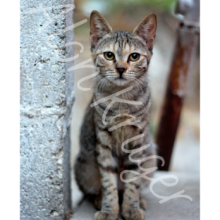 גלויה חתולה 2