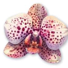 תחתית לכוס סחלב חדש